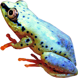 Blue Back Reed Frog